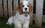 Clumber Spaniel dog in the yard