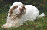Clumber Spaniel dog on the grass