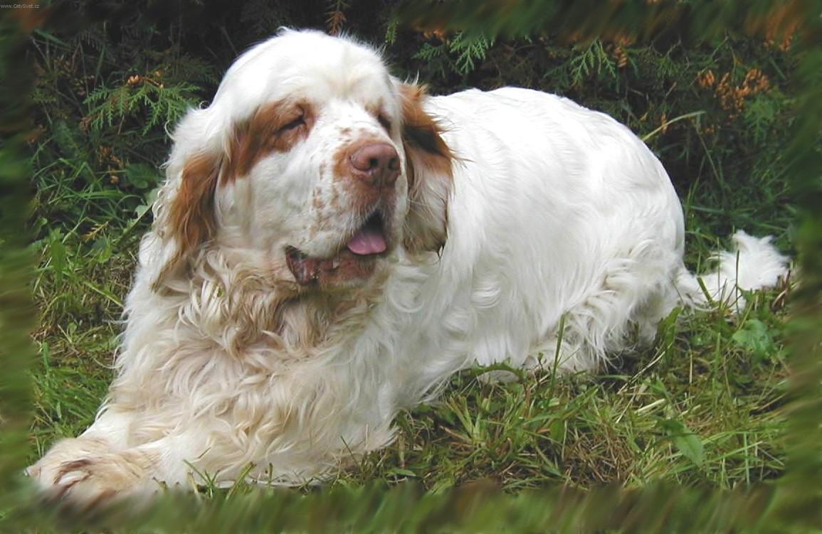 Clumber Spaniel dog on the grass wallpaper