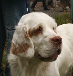 Clumber Spaniel dog