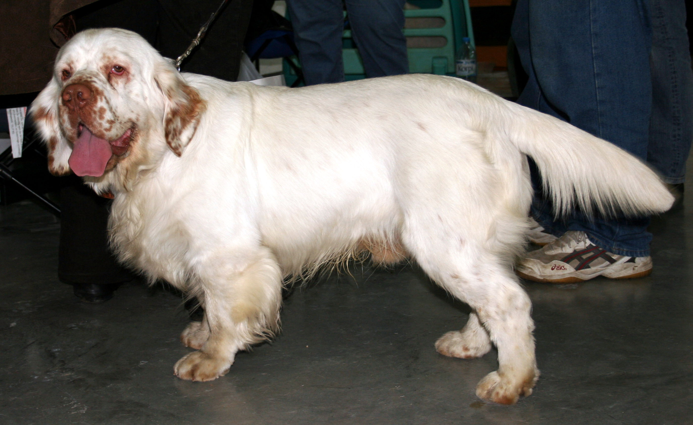 Clumber Spaniel wallpaper