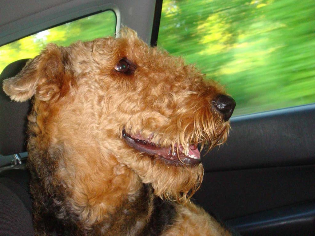 Coll Airedale Terrier in the car wallpaper