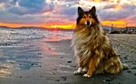 Collie Rough dog at the sunset