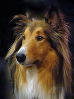 Collie Rough dog face