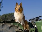 Collie Rough dog on the tractor