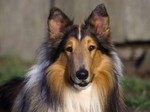 Collie Rough dog