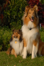 Collie Rough dogs family portrait