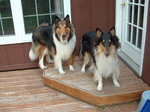 Collie Rough dogs