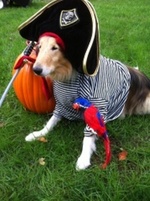 Collie,Rough pirate