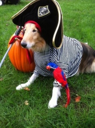 Collie,Rough pirate фото