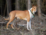 Collie Smooth dog in the forest