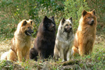 Сolorful Eurasier dogs