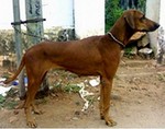 Combai dog side view