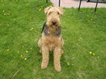 Cool Airedale Terrier