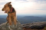 Cool Airedale Terrier on the mountain