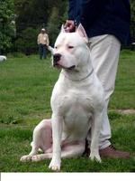 Cordoba Fighting Dog in nature