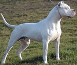 Cordoba Fighting Dog on the grass