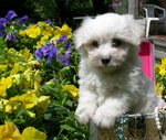 Coton de Tulear dog in the flowers