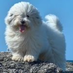 Coton de Tulear dog on the beach