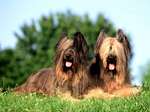 Couple of Briard dogs