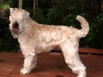 Cream Soft-Coated Wheaten Terrier 