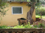 Cretan Hound dog in the yard