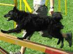Croatian Sheepdog in competition