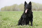 Croatian Sheepdog 