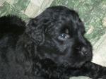 Croatian Sheepdog puppy