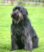 Cute Catalan Sheepdog