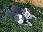 Cumberland Sheepdog puppies