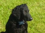 Curly Coated Retriever face