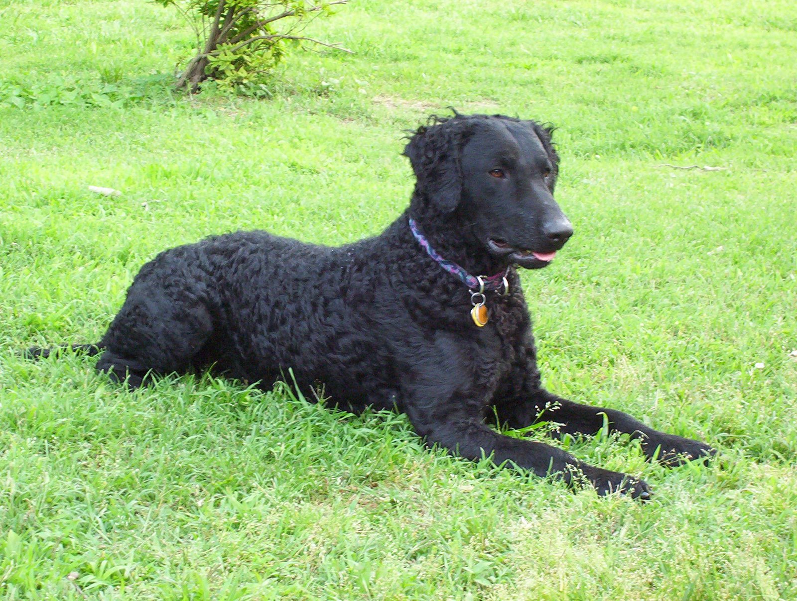 Curly Coated Retriever on the grass wallpaper