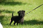 Cute Affenpinscher on a leash