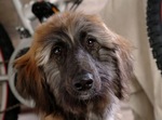 Cute Afghan Hound is looking at you