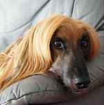 Cute Afghan Hound on the couch