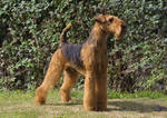 Cute Airedale in the rack