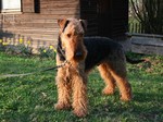 Cute Airedale Terrier looking at you