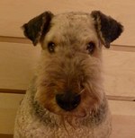 Cute Airedale Terrier Rocky