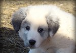 Cute Akbash puppy looking at you