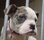 Cute Alapaha Blue Blood Bulldog jail