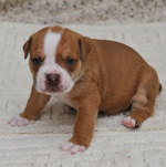 Cute Alapaha Blue Blood Bulldog puppy