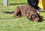 Cute Alpine Dachsbracke lying on the grass