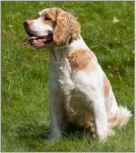 Cute Alpine Spaniel dog