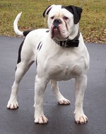 Cute American Bulldog 