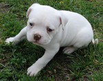 Cute American Bulldog white puppy