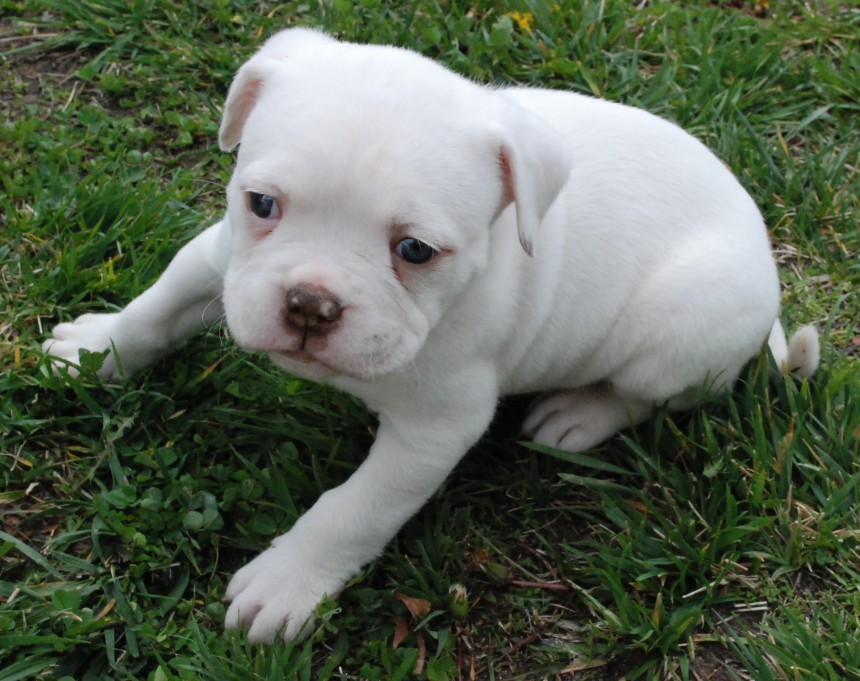 catahoula bulldog for sale