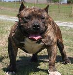 Cute American Bully