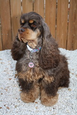 Cute American Cocker Spaniel 