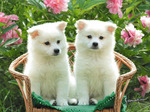 Cute American Eskimo Dog puppies